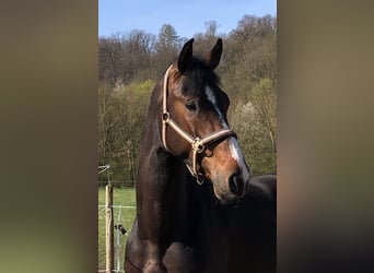 Zangersheide, Caballo castrado, 7 años, 175 cm, Castaño