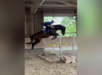 Zangersheide, Caballo castrado, 7 años, 175 cm, Castaño