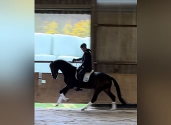 Zangersheide, Caballo castrado, 7 años, 175 cm, Castaño