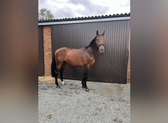 Zangersheide, Caballo castrado, 7 años, 176 cm, Castaño oscuro