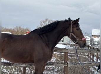 Zangersheide, Caballo castrado, 7 años, 182 cm, Castaño oscuro