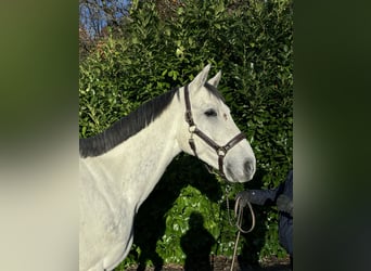 Zangersheide, Caballo castrado, 7 años
