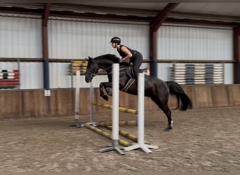 Zangersheide, Caballo castrado, 8 años, 164 cm, Negro