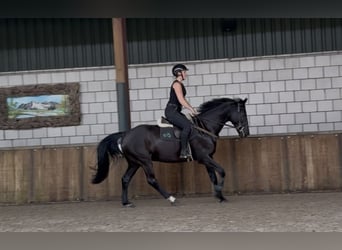 Zangersheide, Caballo castrado, 8 años, 164 cm, Negro