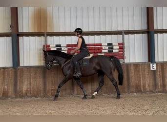 Zangersheide, Caballo castrado, 8 años, 164 cm, Negro