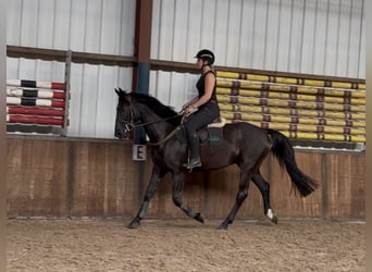 Zangersheide, Caballo castrado, 8 años, 164 cm, Negro