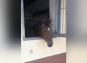 Zangersheide, Caballo castrado, 8 años, 167 cm, Castaño