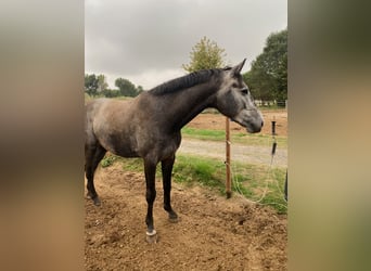 Zangersheide, Caballo castrado, 8 años, 167 cm, Tordo