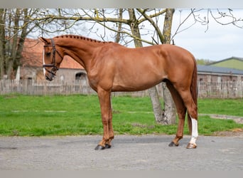 Zangersheide, Caballo castrado, 8 años, 168 cm, Alazán