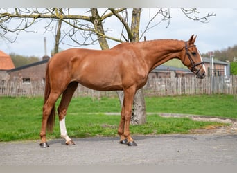 Zangersheide, Caballo castrado, 8 años, 168 cm, Alazán