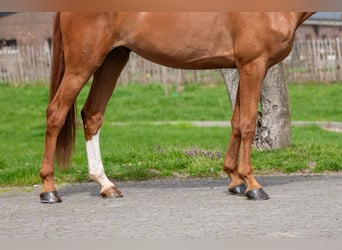 Zangersheide, Caballo castrado, 8 años, 168 cm, Alazán