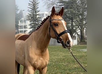 Zangersheide, Caballo castrado, 8 años, 169 cm, Alazán