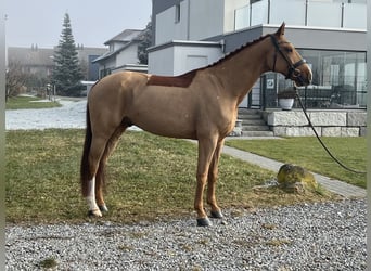 Zangersheide, Caballo castrado, 8 años, 169 cm, Alazán