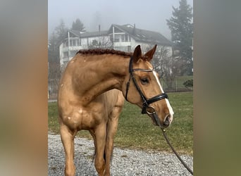 Zangersheide, Caballo castrado, 8 años, 169 cm, Alazán