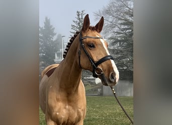 Zangersheide, Caballo castrado, 8 años, 169 cm, Alazán