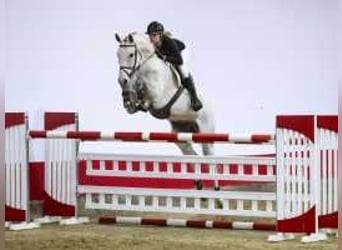 Zangersheide, Caballo castrado, 8 años, 169 cm, Tordo