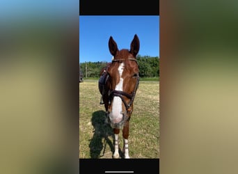 Zangersheide, Caballo castrado, 8 años, 170 cm, Alazán