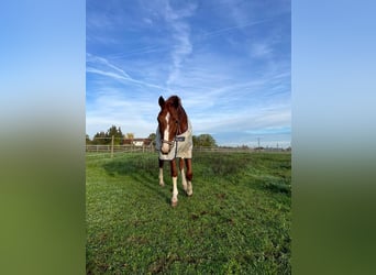 Zangersheide, Caballo castrado, 8 años, 170 cm, Alazán