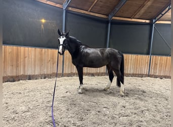 Zangersheide, Caballo castrado, 8 años, 170 cm, Castaño oscuro