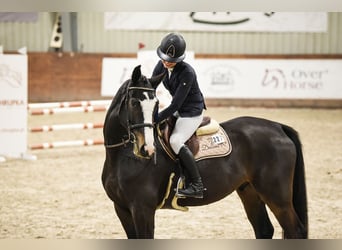 Zangersheide, Caballo castrado, 8 años, 170 cm, Castaño oscuro