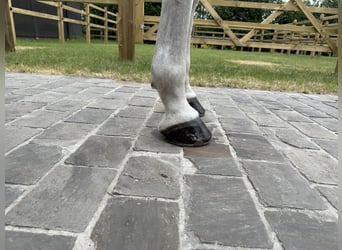 Zangersheide, Caballo castrado, 8 años, 170 cm, Tordo