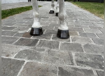 Zangersheide, Caballo castrado, 8 años, 170 cm, Tordo