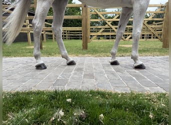 Zangersheide, Caballo castrado, 8 años, 170 cm, Tordo
