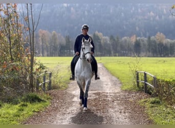 Zangersheide, Caballo castrado, 8 años, 170 cm, Tordo rodado