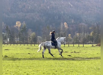 Zangersheide, Caballo castrado, 8 años, 170 cm, Tordo rodado