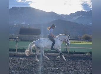 Zangersheide, Caballo castrado, 8 años, 170 cm, Tordo rodado