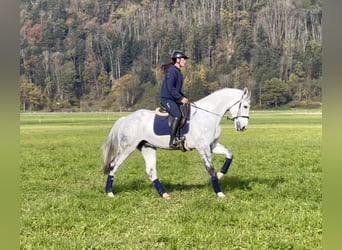 Zangersheide, Caballo castrado, 8 años, 170 cm, Tordo rodado