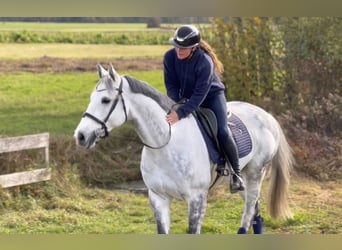 Zangersheide, Caballo castrado, 8 años, 170 cm, Tordo rodado