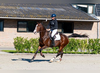 Zangersheide, Caballo castrado, 8 años, 171 cm, Castaño rojizo