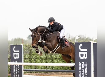 Zangersheide, Caballo castrado, 8 años, 172 cm, Castaño oscuro