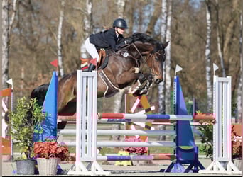 Zangersheide, Caballo castrado, 8 años, 172 cm, Castaño oscuro