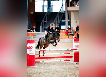 Zangersheide, Caballo castrado, 8 años, 173 cm, Castaño