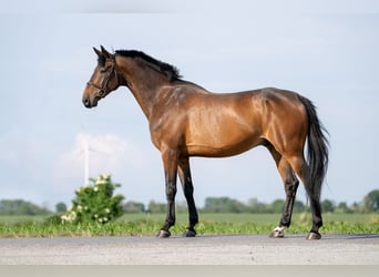 Zangersheide, Caballo castrado, 8 años, 173 cm, Castaño