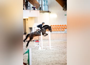 Zangersheide, Caballo castrado, 8 años, 173 cm, Castaño