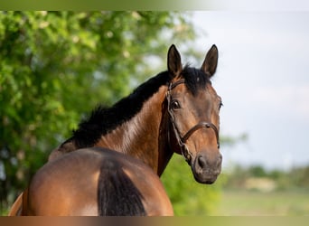 Zangersheide, Caballo castrado, 8 años, 173 cm, Castaño