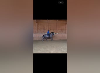 Zangersheide, Caballo castrado, 8 años, 173 cm, Tordo
