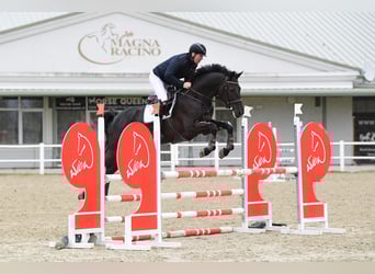 Zangersheide, Caballo castrado, 8 años, 174 cm, Negro