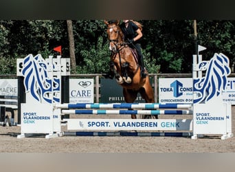 Zangersheide, Caballo castrado, 8 años, 175 cm, Castaño