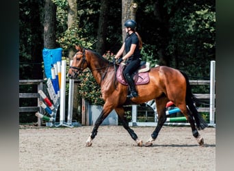 Zangersheide, Caballo castrado, 8 años, 175 cm, Castaño oscuro