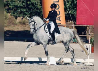 Zangersheide, Caballo castrado, 8 años, 176 cm, Tordo