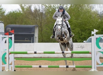 Zangersheide, Caballo castrado, 8 años, 178 cm, Tordo