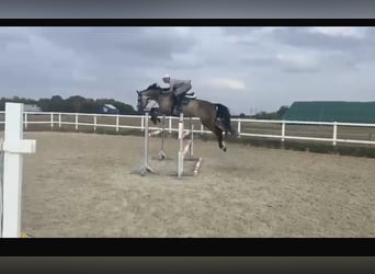 Zangersheide, Caballo castrado, 8 años, 180 cm, Tordo rodado