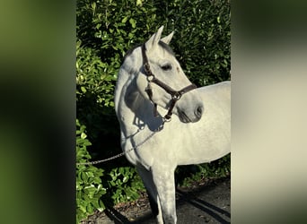 Zangersheide, Caballo castrado, 8 años