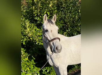 Zangersheide, Caballo castrado, 8 años