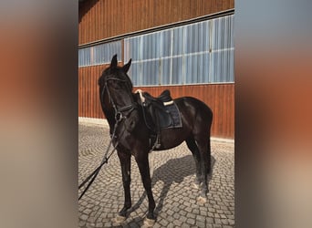 Zangersheide, Caballo castrado, 8 años, Castaño oscuro
