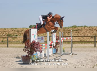 Zangersheide, Caballo castrado, 9 años, 167 cm, Alazán